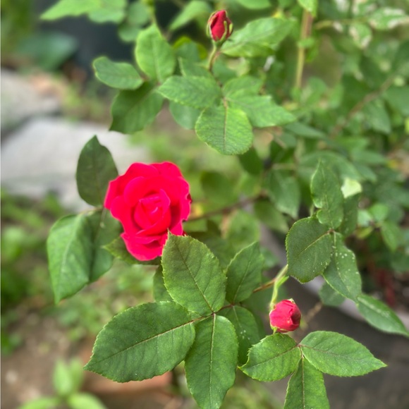 ginnettef